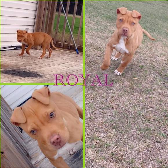 Meet your Posher, Daijha - Picture 1 of 1